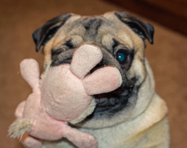 Dog pug with toy pink rabbit