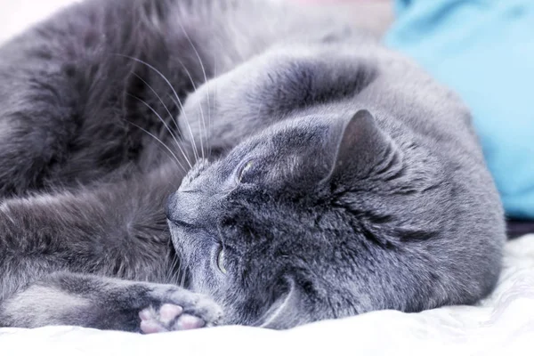 Gato gris miente relajado — Foto de Stock