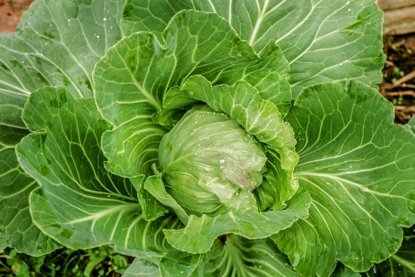 Luxe schommel kool in de tuin — Stockfoto