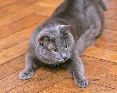 Zeminde sarı gözlü güzel gri kedi var.