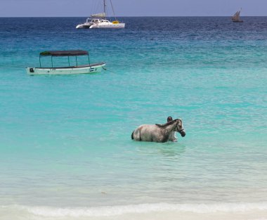 Güzel beyaz at, okyanus suyuyla yıkanmış.