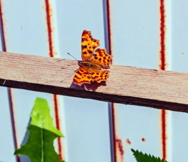 Borboleta Bonita Polygonia Álbum Dia Ensolarado Verão — Fotografia de Stock