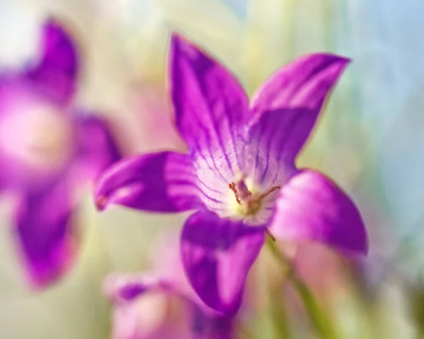 良い気分のために大きなかなり本物の紫色のフィールドベルの花 — ストック写真