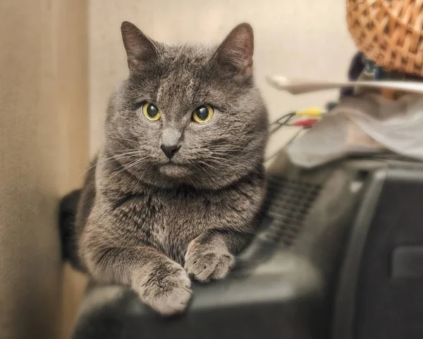 Ziemlich Erwachsene Graue Katze Auf Der Rückseite Des Fernsehers — Stockfoto