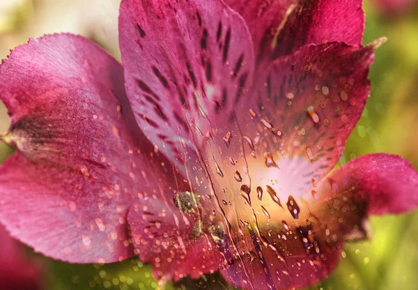 紫色の花Alstroemeria最高のプレゼントのためのクローズアップと水の滴と良い気分 — ストック写真