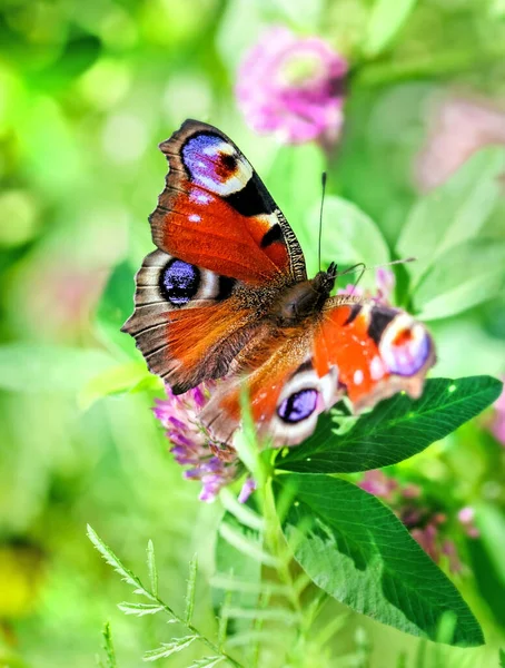 Farfalla Occhio Pavone Verde Soleggiato Giorno Estate — Foto Stock