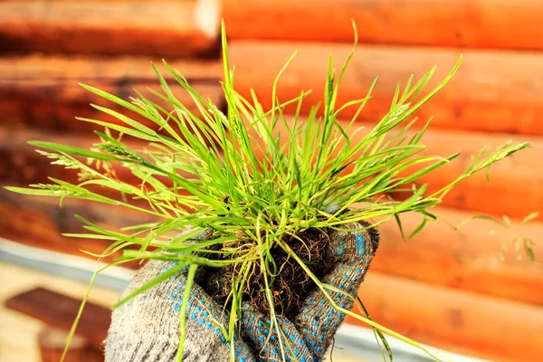 Véritable Herbe Verte Fraîche Avec Des Racines Dans Gant Travail — Photo