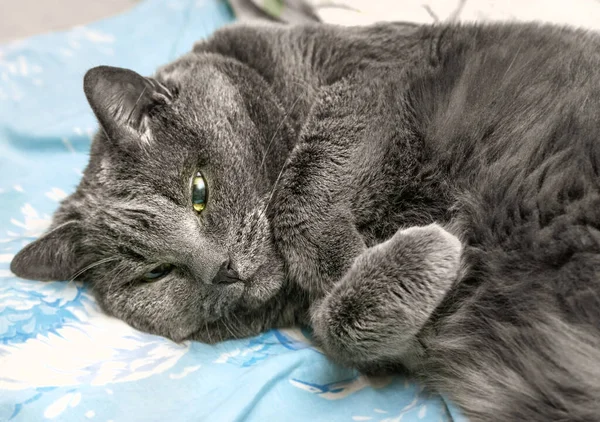かなり大人の灰色の猫はリラックスして背中に横たわっています — ストック写真