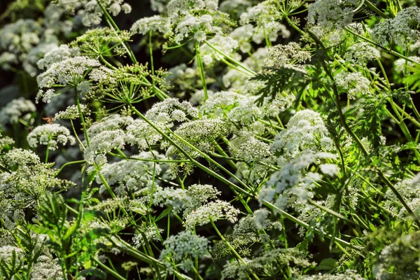 Prett Berbunga Tanaman Goutweed Musim Panas Hari Yang Cerah — Stok Foto