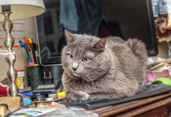 Grey Adult Pretty Cat Computer Keyboard — Stock Photo, Image