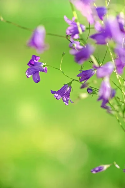 Прекрасные Фиолетовые Цветки Полевых Голубик Зеленом Летнем Фоне — стоковое фото