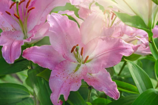 Piękny Ogród Różany Lily Letni Słoneczny Dzień — Zdjęcie stockowe