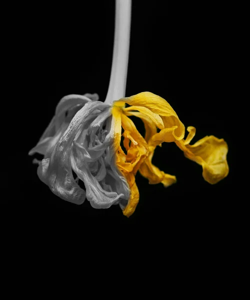 Żółty Pół Szary Blaknący Tulipan Czarnym Tle Dla Pomysłów Załogi — Zdjęcie stockowe
