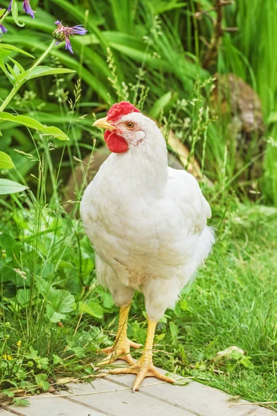 Pollo Blanco Adulto Camino Día Verano —  Fotos de Stock