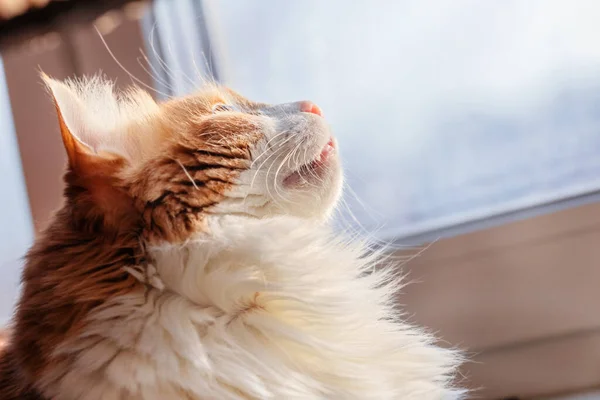 Szép Felnőtt Vörös Macska Ablakban Felnéz — Stock Fotó
