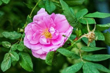 Yaz günü pembe güllerin açtığı büyüleyici çiçek.