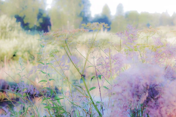 Soft Summer Grass Misty Haze Light Blur — Stock Photo, Image