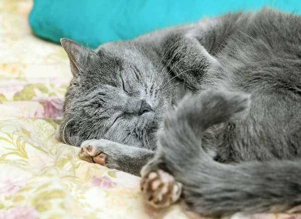 Bastante Adulto Durmiendo Gris Gato Casa Cama — Foto de Stock