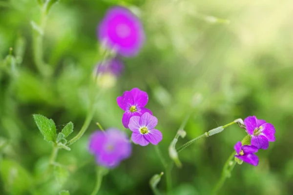 Piuttosto Estate Fiori Obrieta Vere Emozioni Positive — Foto Stock