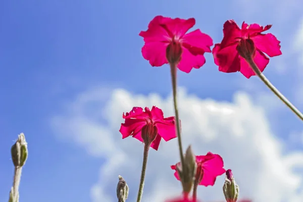 Rätt Scharlakansröda Blommor Mot Blå Himmel Solig Morgon — Stockfoto