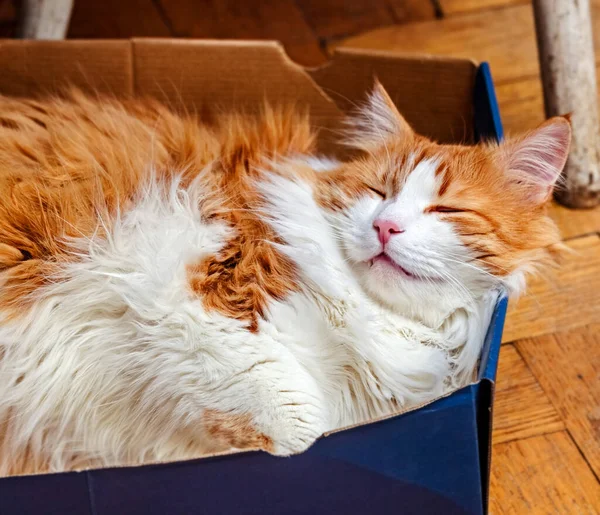 Bastante Adulto Gato Blanco Rojo Duerme Caja Azul — Foto de Stock
