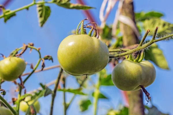 Pretty Green Tomatoes Branch Garden Sunny Summer Day — Stock Photo, Image