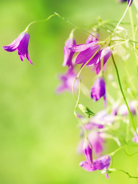 Прелестные Фиолетовые Очаровательные Цветки Полевых Голубик Светло Зеленом Летнем Фоне — стоковое фото