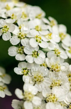Geniş, taze beyaz kiremit çiçekleri.