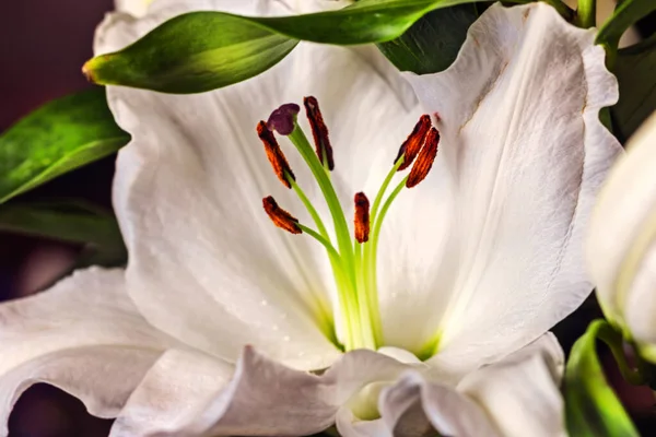 Całkiem Nieźle Kwitnąca Biała Lily Dla Dobrych Emocji — Zdjęcie stockowe
