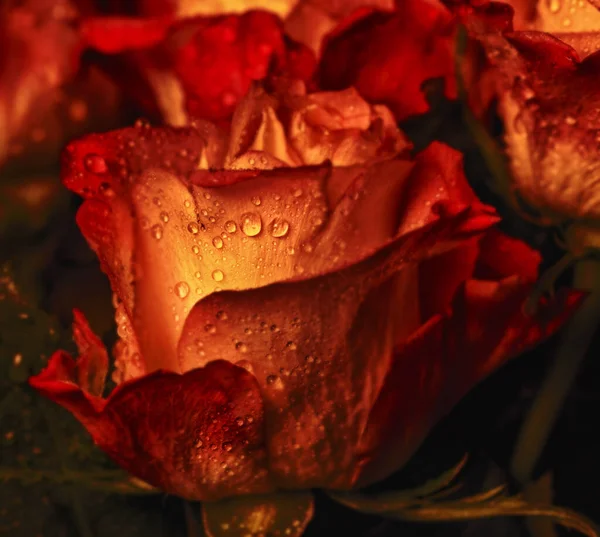 Amazing Red Orange Rose Soft Water Drops — Stock Photo, Image