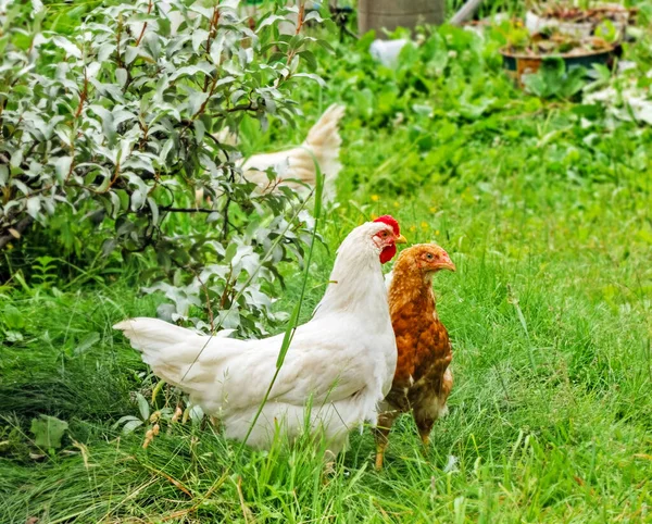 成年白小鸭和褐鸡在绿草上 — 图库照片
