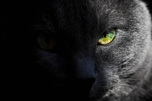 有黄色半色调眼睛的成年漂亮灰猫 — 图库照片