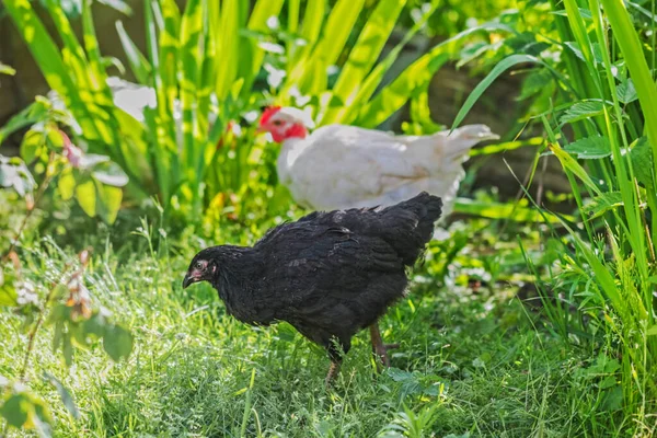 真正漂亮的黑色小鸡在夏天的早晨在草地上 — 图库照片