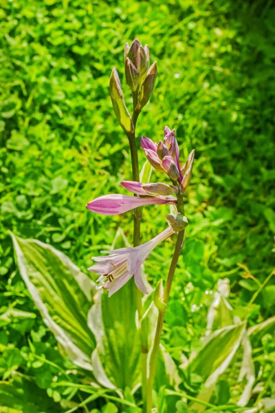 Blooming Charming Flower Hosta Green Summer Background Grass — Stock Photo, Image