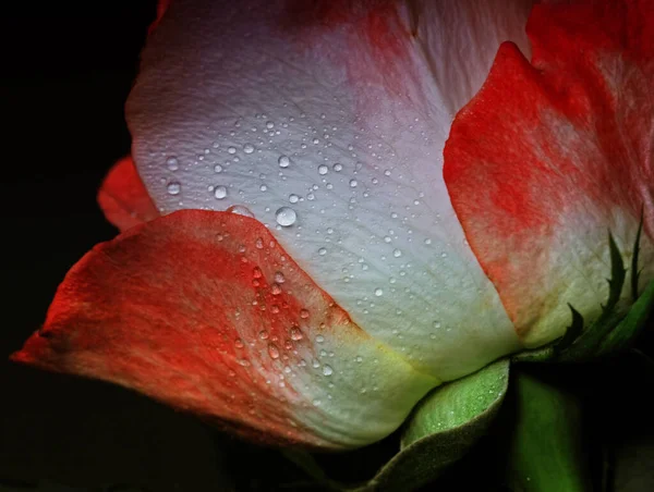 Weiche Wassertropfen Auf Weißem Und Rotem Rose Auf Dunklem Hintergrund — Stockfoto