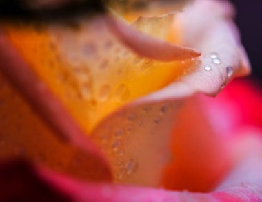 Kocaman kırmızı-turuncu gül yaprakları. Yumuşak su damlaları.