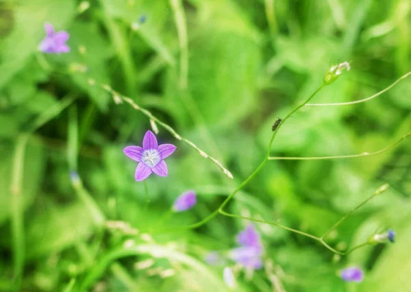 Красивый Летний Фиолетовый Лесной Колокол Зеленом Фоне Травы День — стоковое фото