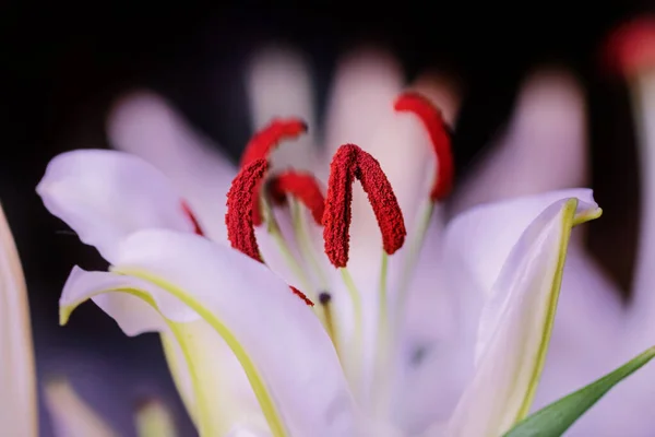 現在と実際の良い気分のための魅力的な開花白いユリ — ストック写真