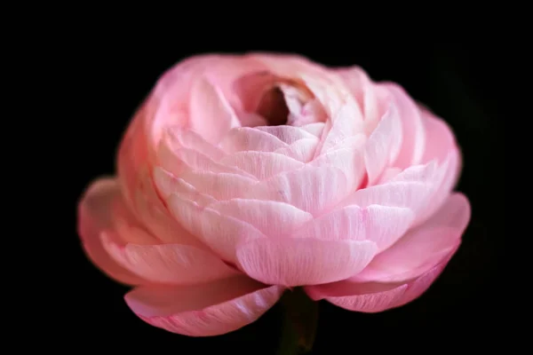 Действительно Довольно Розовый Цветущий Ranunculus Черном Фоне Удовольствия — стоковое фото