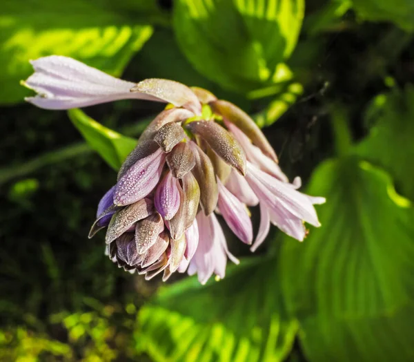 Blooming Charming Flower Hosta Flower Green Summer Background Grass — Stock Photo, Image