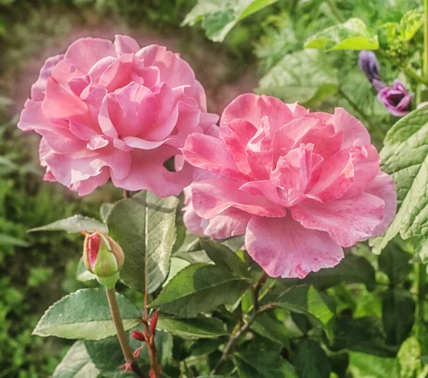 Two Charming Rose Garden Roses Bloomed Sunny Summer Day — Stock Photo, Image