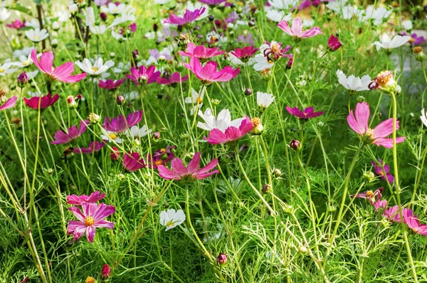 Schöne Rosa Blüten Der Kosmetik Einem Sonnigen Glücklichen Sommertag — Stockfoto