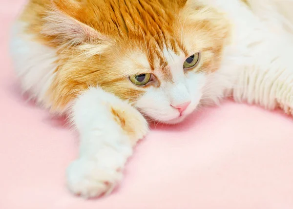Güzel Yetişkin Düşünceli Kırmızı Kedi Açık Pembe Arka Planda Yatıyor — Stok fotoğraf