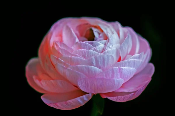 Очаровательный Мистический Светло Розовый Цветущий Раннункул Глубоком Черном Фоне — стоковое фото