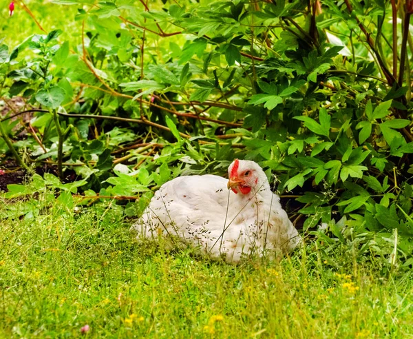 成年的早熟白鸡坐在草地上 — 图库照片