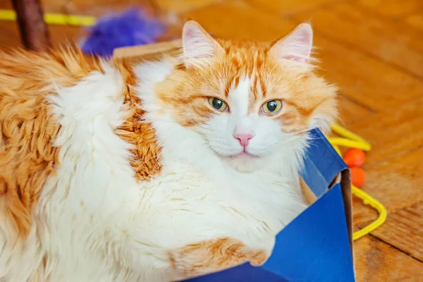 Erwachsene Schöne Rote Katze Liegt Blauer Schachtel — Stockfoto