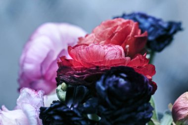 Ranunculus çiçeklerinin çok renkli kaosu mükemmel anıların sembolü gibidir.