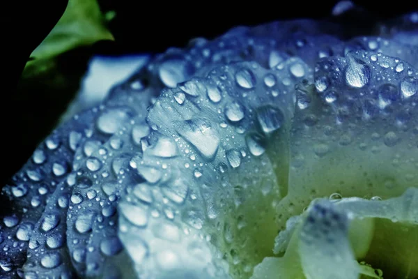 Echt Vrij Groot Water Druppels Grote Lichtblauwe Bloem — Stockfoto