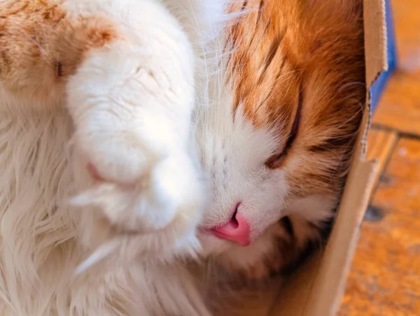 Bastante Adulto Gato Rojo Duerme Caja Grande Para Relajarse — Foto de Stock