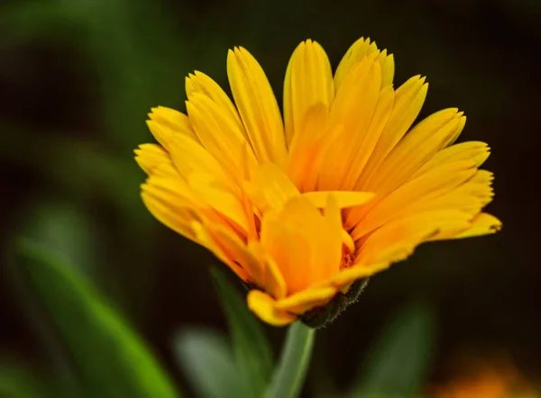 Flor Caléndula Naranja Bastante Grande Fondo Verde Día Verano —  Fotos de Stock